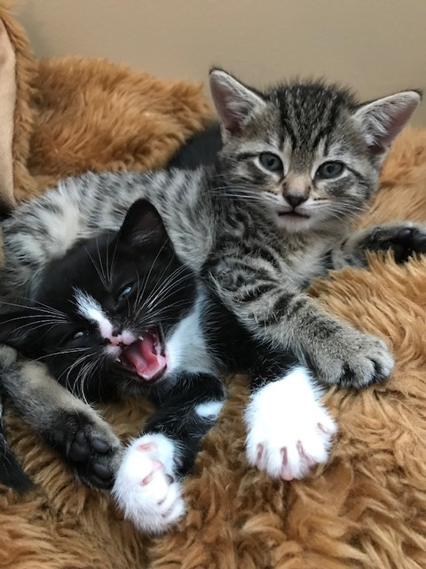 AJ and Jazz - two kittens sitting on top of each other 