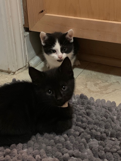 Chip and Moo - two kittens sitting in a bathroom