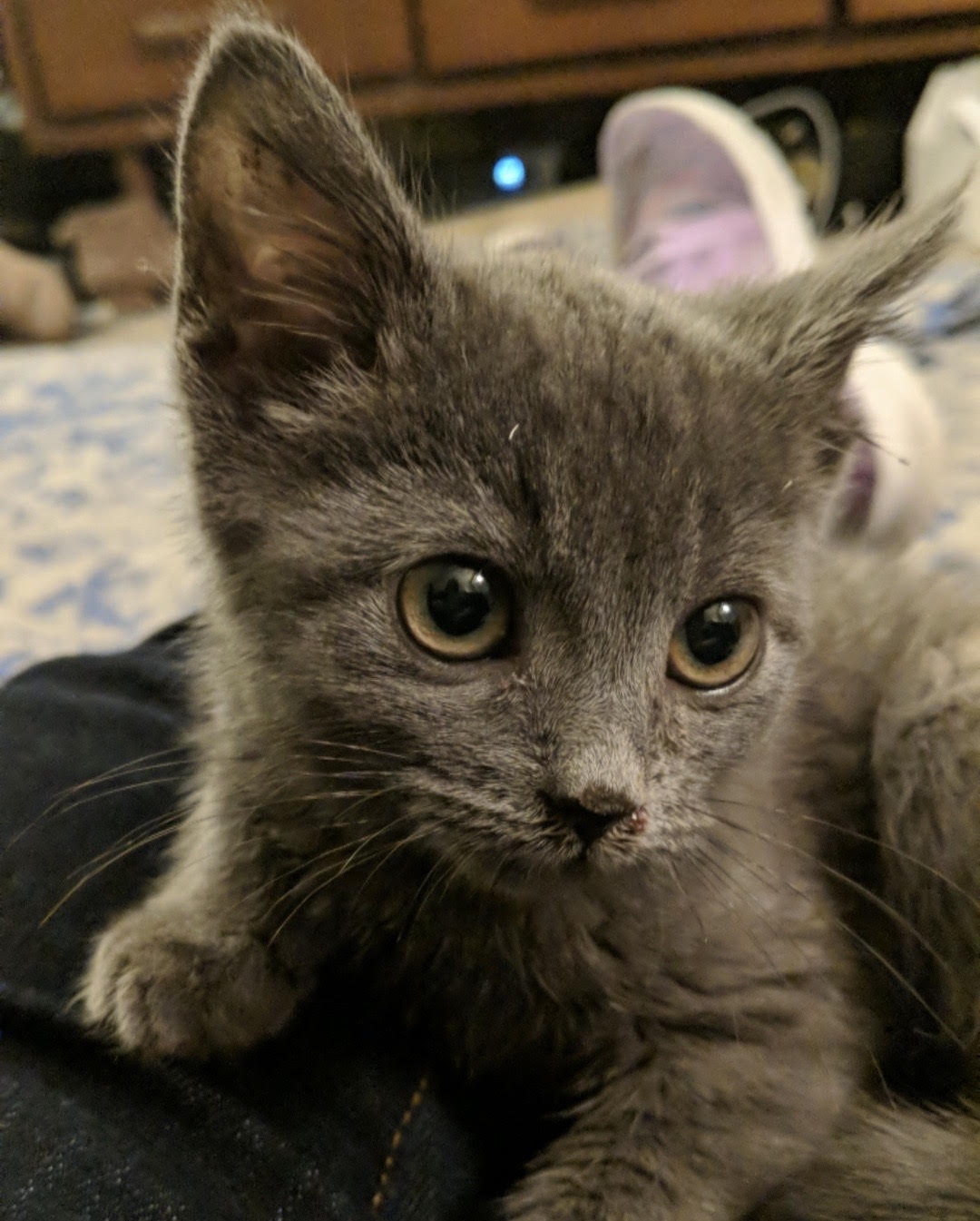 Greylee - a grey kitten sitting on a person 's lap