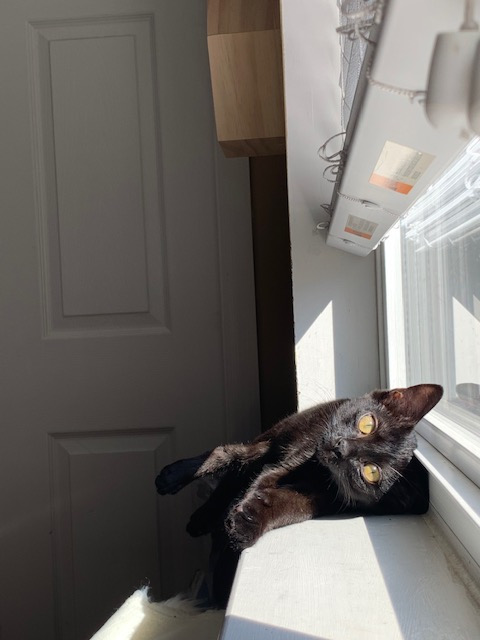 Leo - a black cat sitting on a window sill