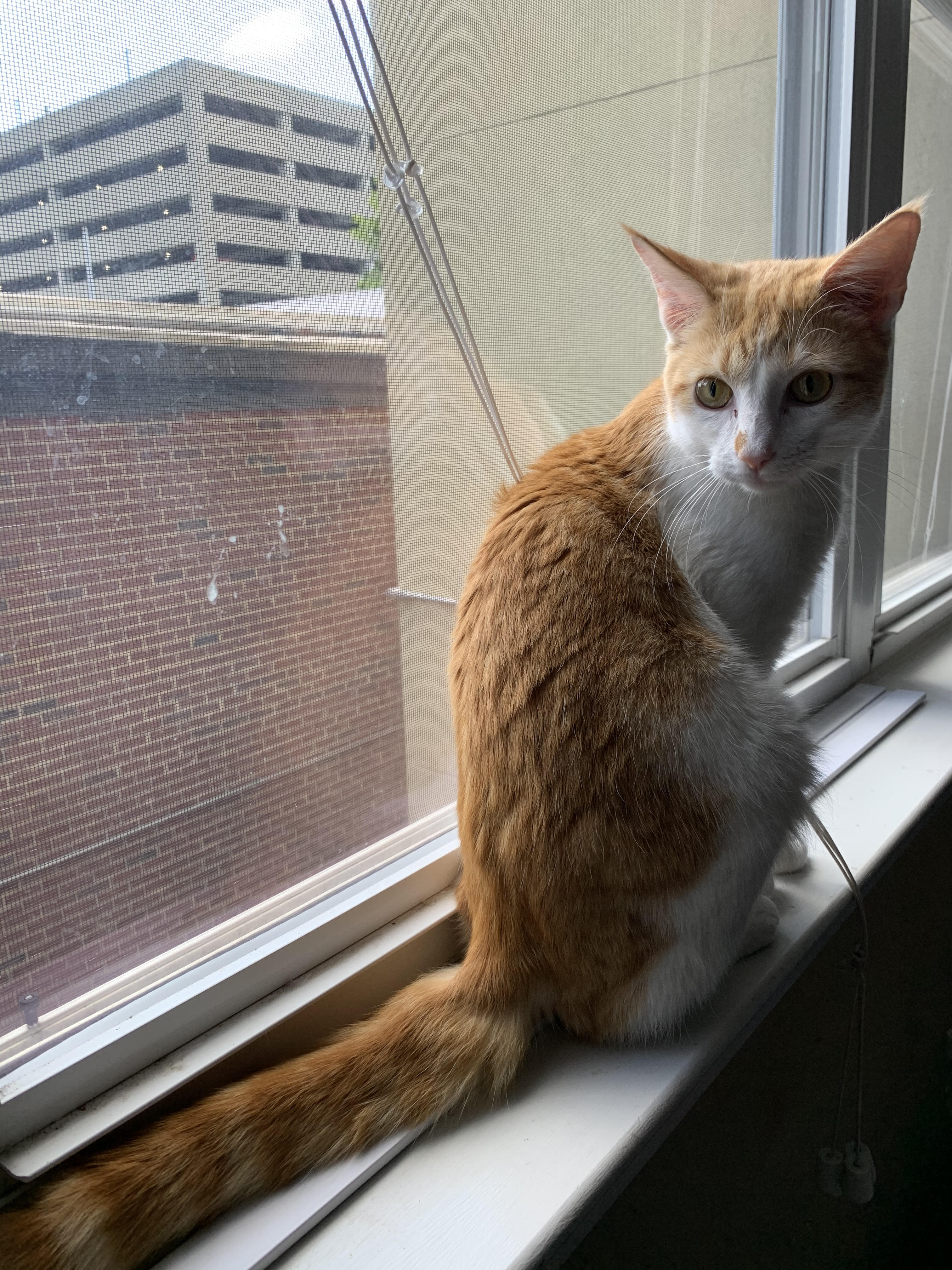 Magneto - a 3 year old orange cat on a window sill 