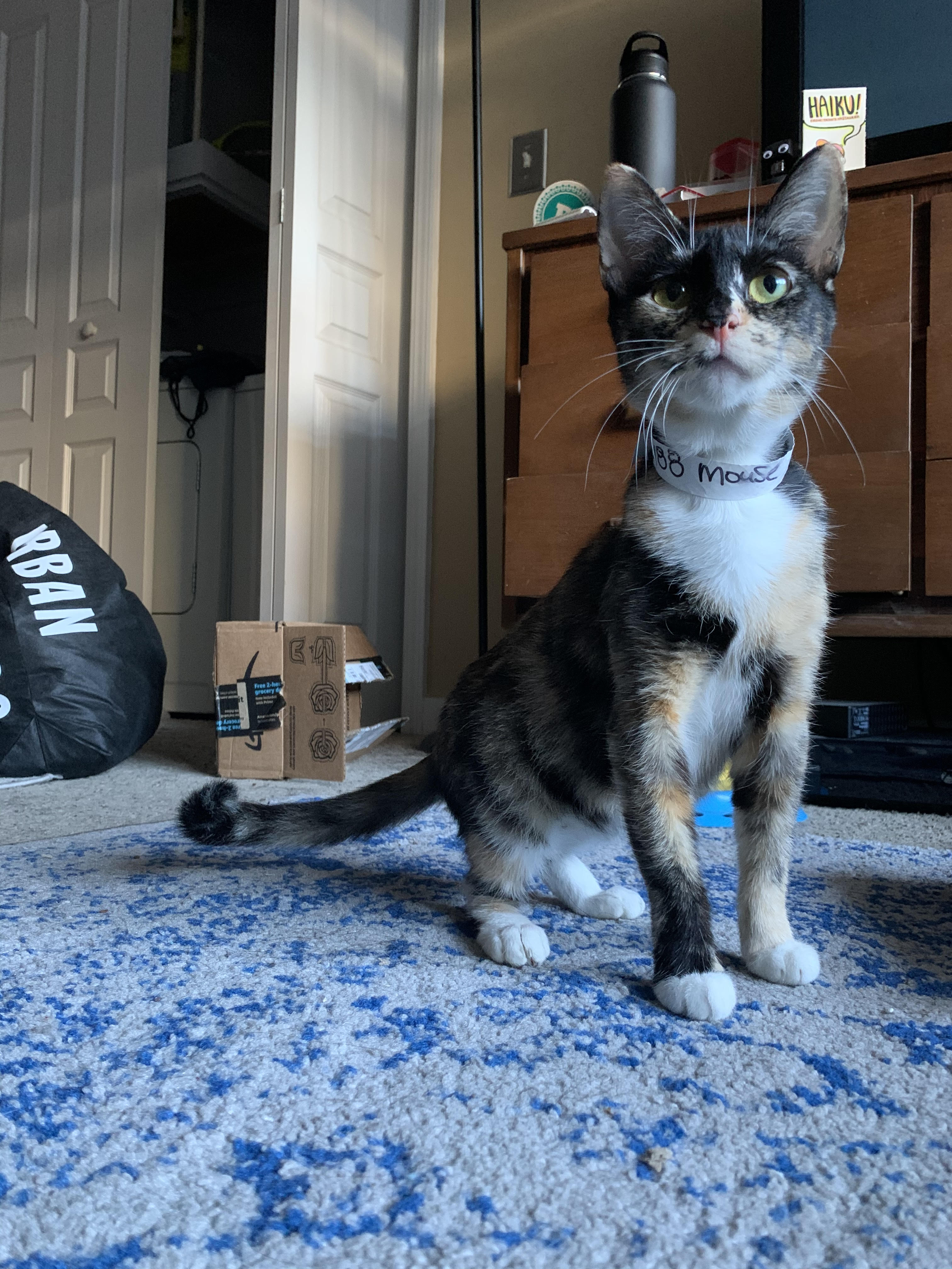 Mouse - a 1 year old calico cat sitting in a living room
