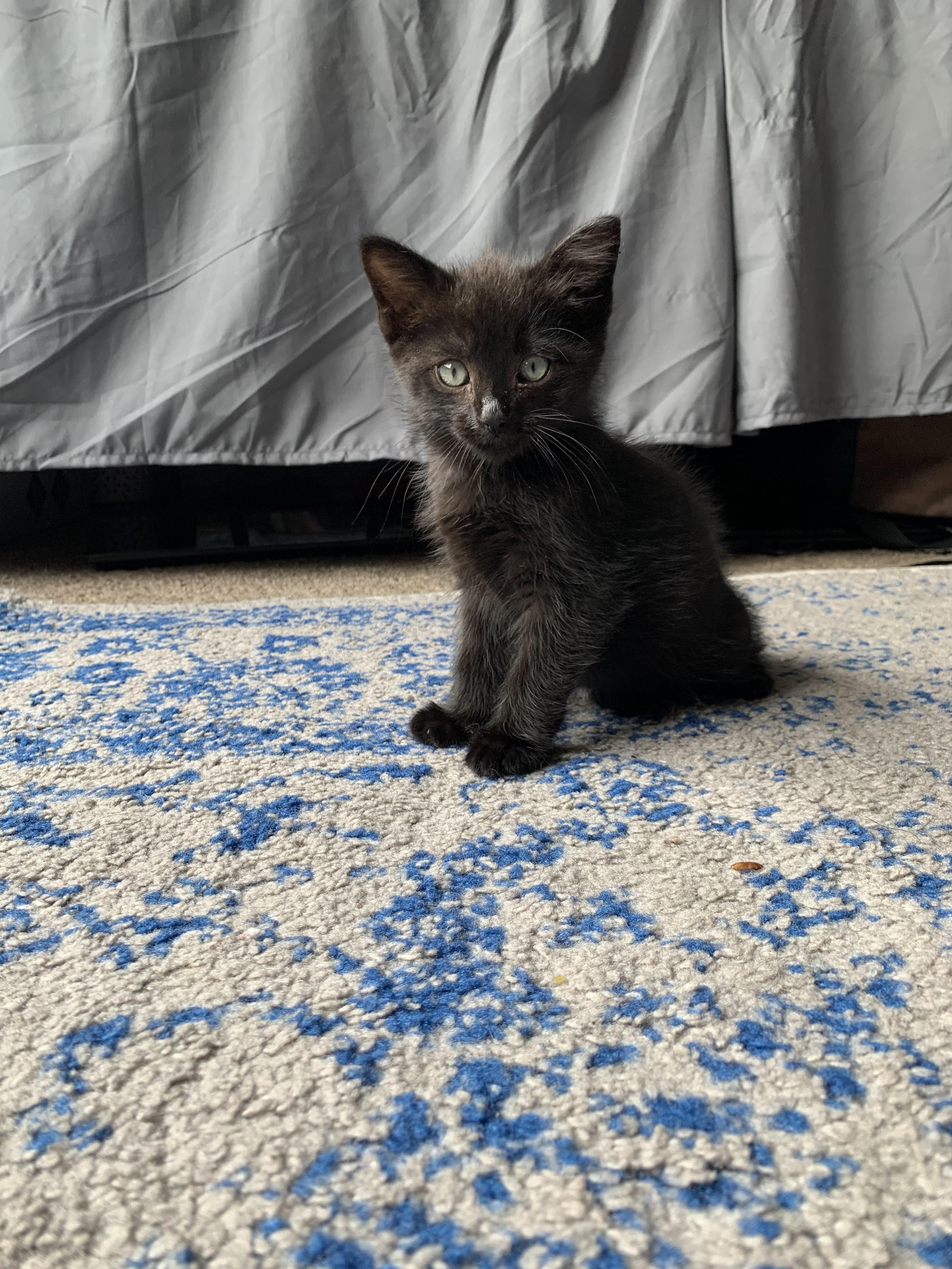 Tuna - a black kitten sitting on the ground 